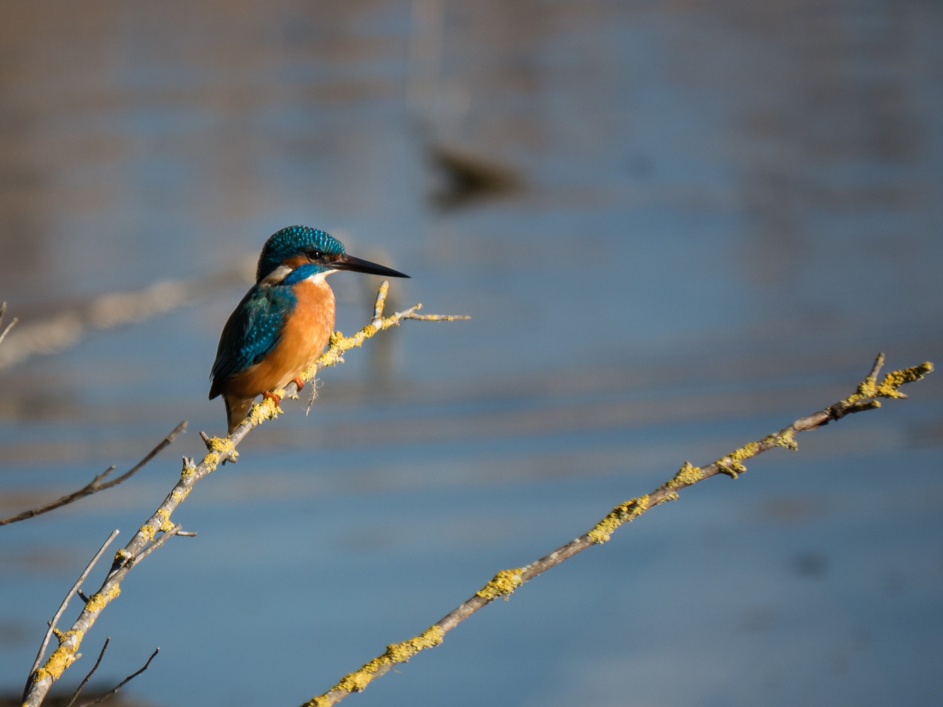 Κοιτώντας ψηλά: Birdwatching στην ελληνική ύπαιθρο