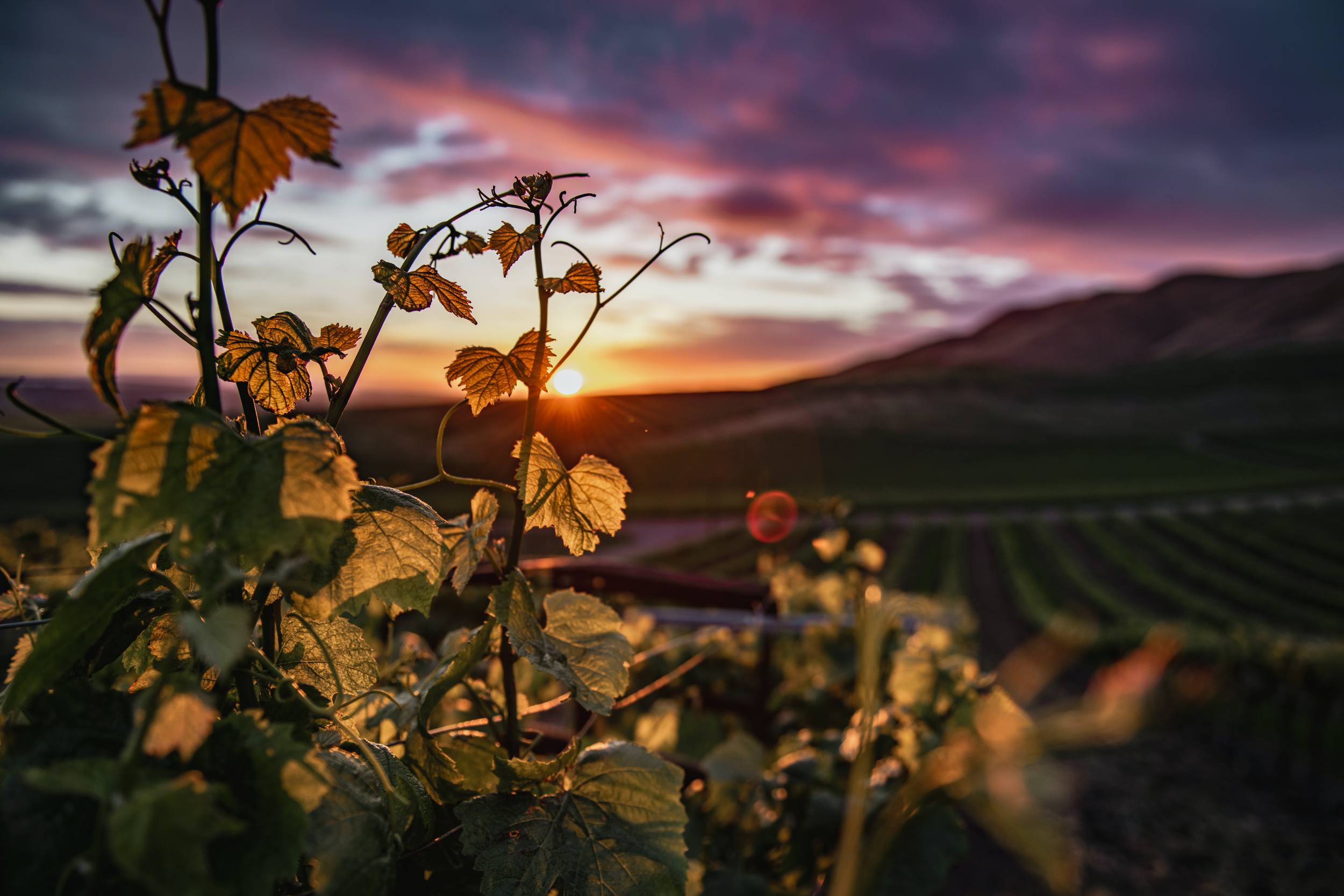 Wine trip στη Βόρεια Ελλάδα: Για όσους ταξιδεύουν με πυξίδα την αγάπη τους για το κρασί